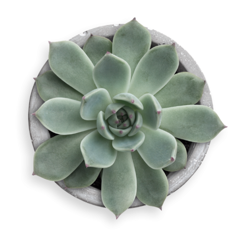 hiilite-passionate-blooms-retail-marketing-kelowna-design-succulent