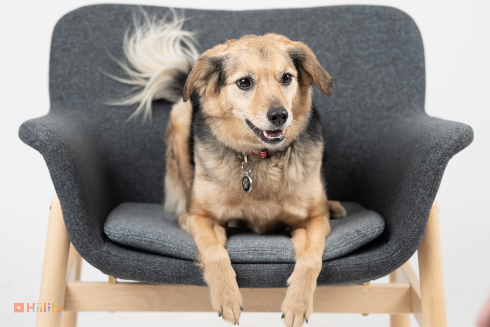 How Pets in the Workplace Have Benefited Our Kelowna Marketing Agency